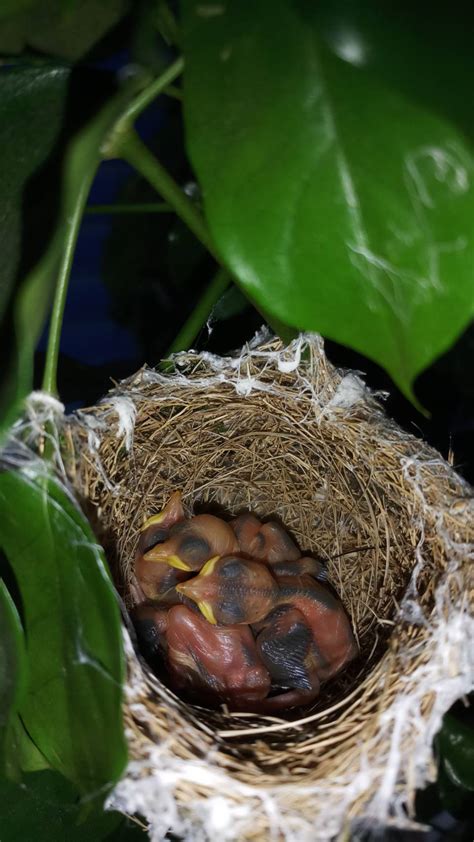 鳥來築巢代表什麼